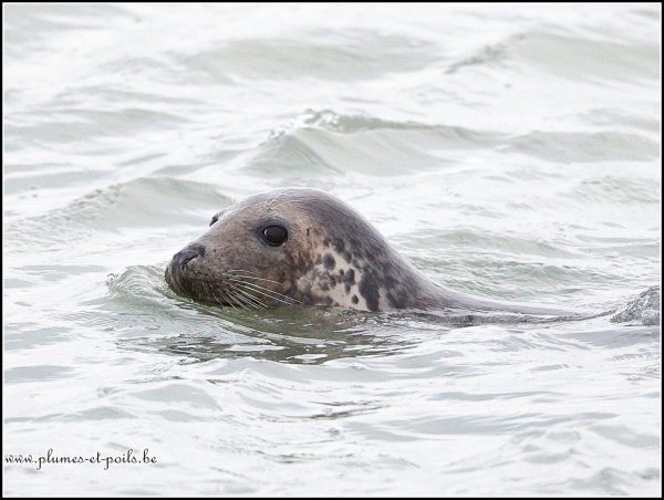 Phoque gris