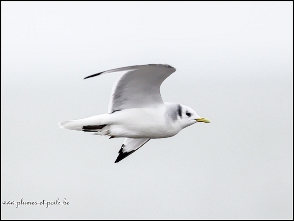 Mouette tridactyle