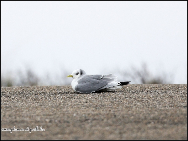 Mouette tridactyle