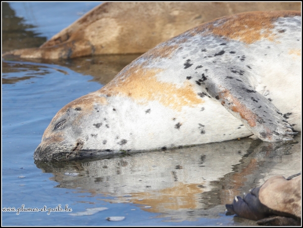 Phoque veau marin