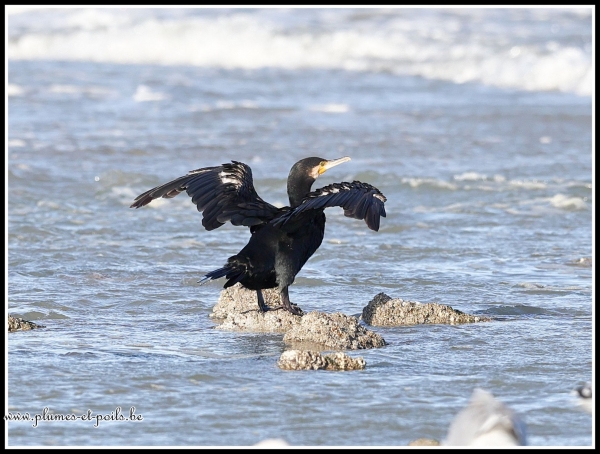 Grand cormoran