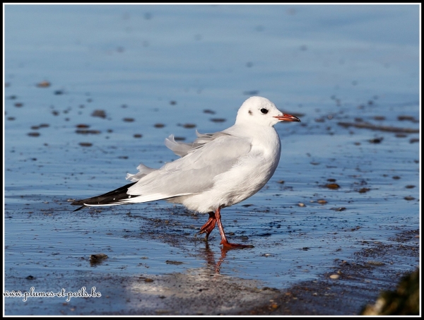 Mouette rieuse