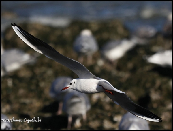 Mouette rieuse