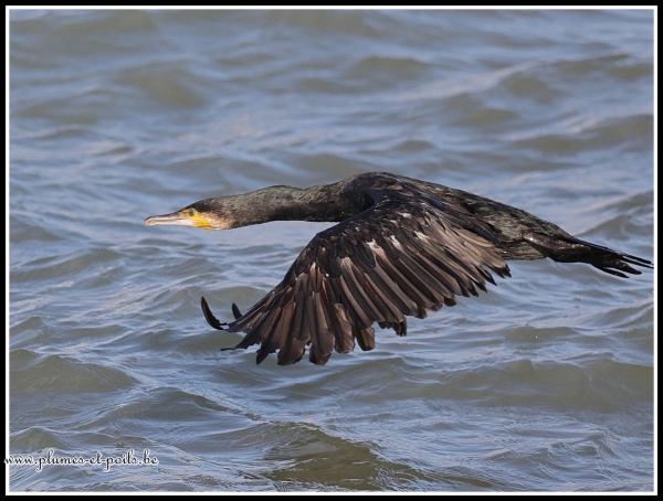 Grand cormoran