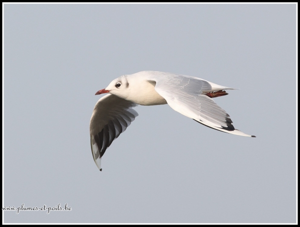 Mouette rieuse
