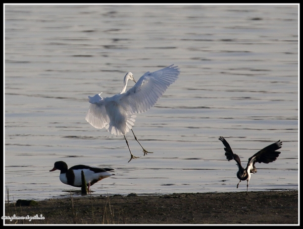 Aigrette garzette