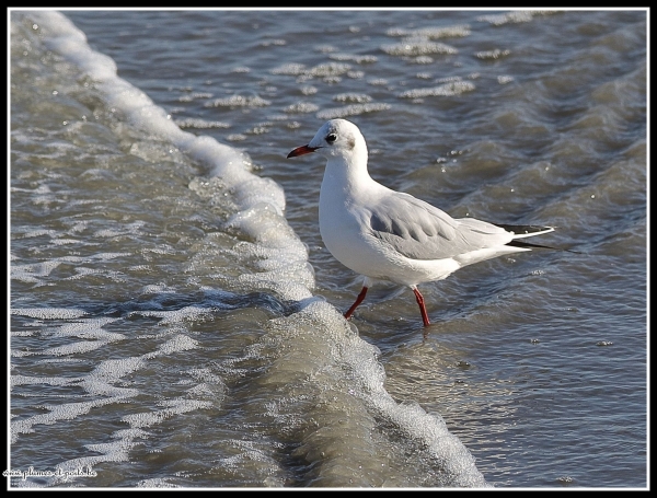 Mouette rieuse