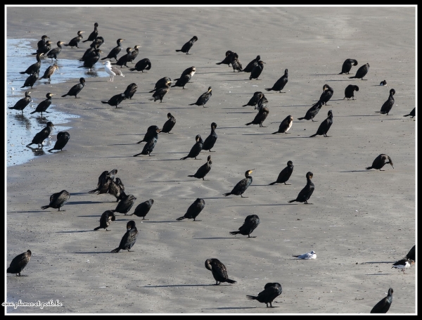 Grand Cormoran