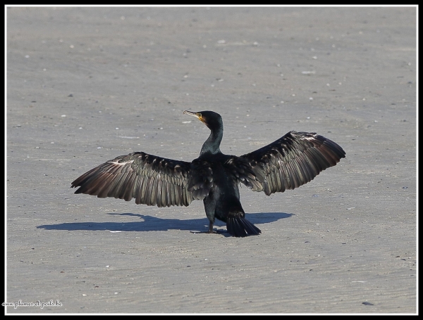 Grand Cormoran