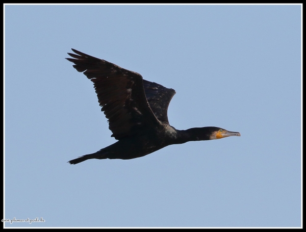 Grand Cormoran