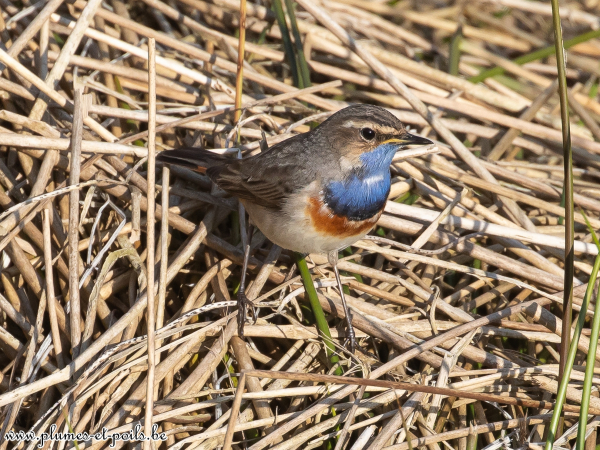 Gorge bleue à miroir