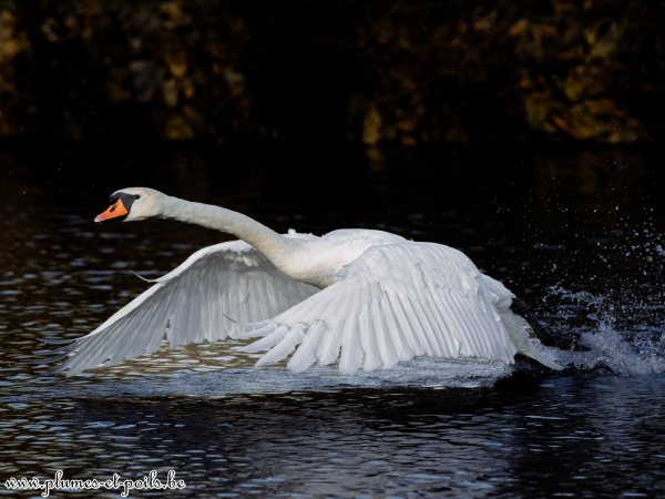 Cygne tuberculé