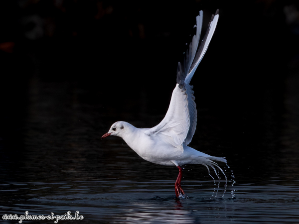 Mouette rieuse