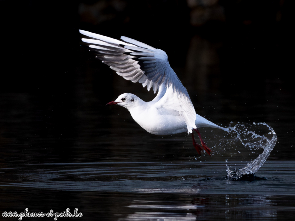 Mouette rieuse