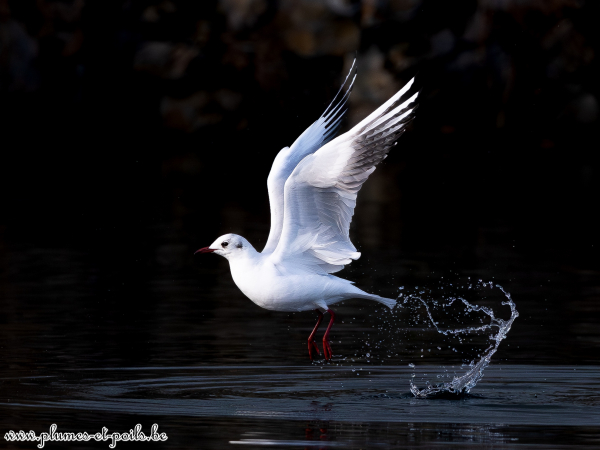 Mouette rieuse