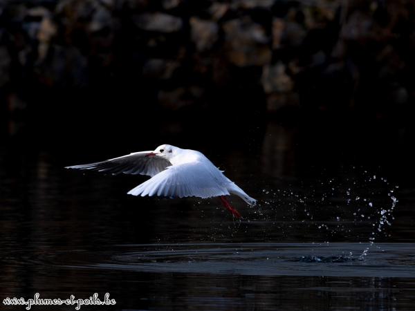 Mouette rieuse
