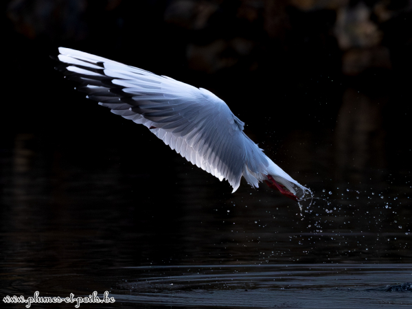 Mouette rieuse