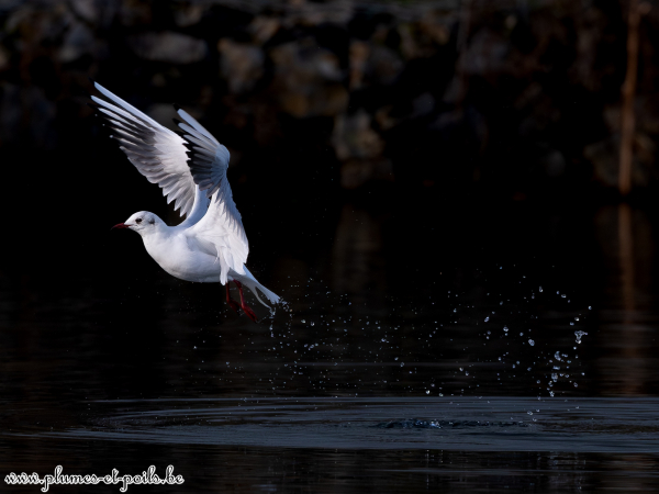 Mouette rieuse