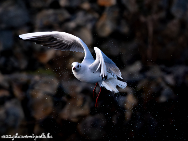 Mouette rieuse