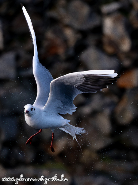 Mouette rieuse