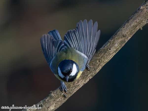 Mésange charbonnière