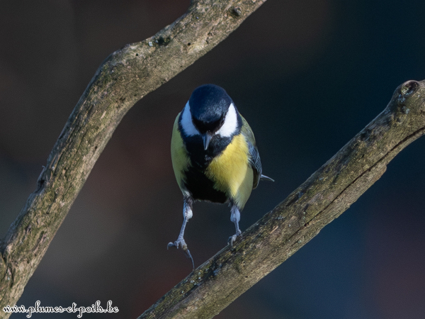 Mésange charbonnière