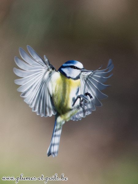 Mésange bleue