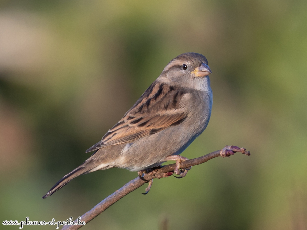 Moineau domestique