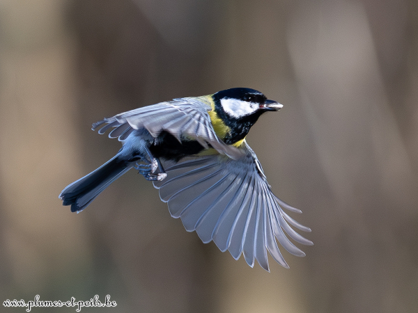Mésange charbonnière