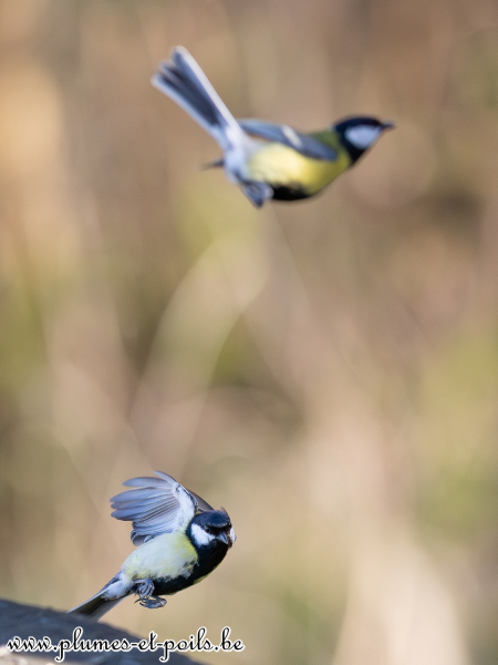 Mésange charbonnière