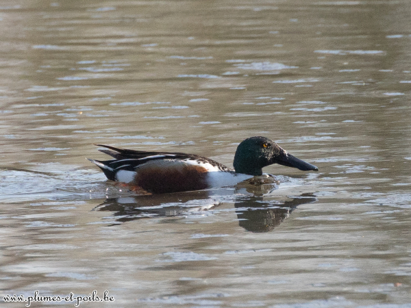 Canard souchet