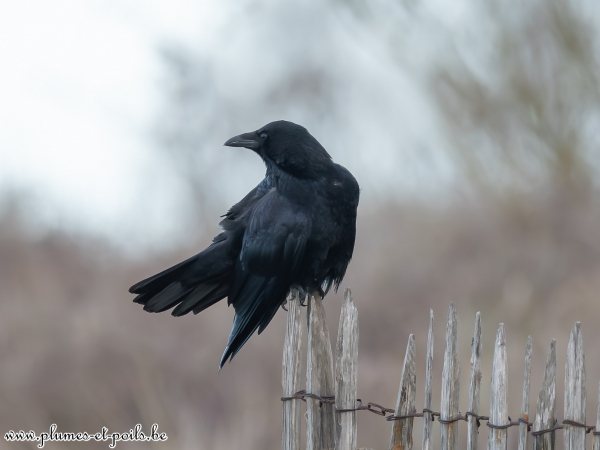 Corneille noire