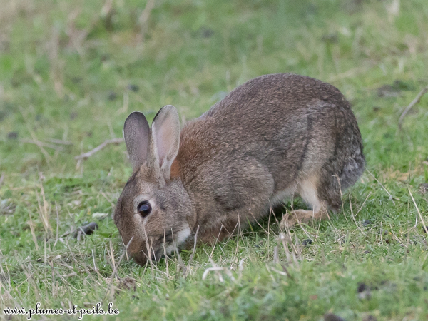 Lapin de garenne