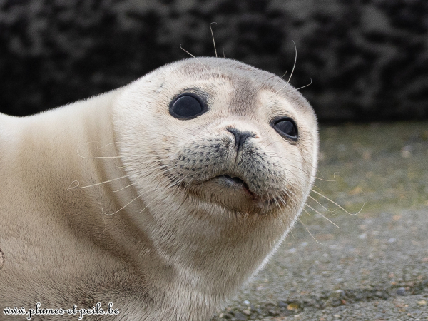 Phoque veau marin