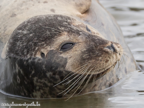 Phoque veau marin