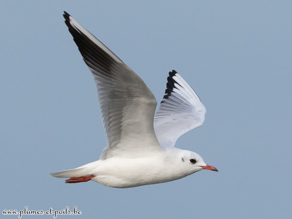 Mouette rieuse