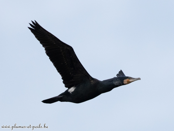 Grand cormoran