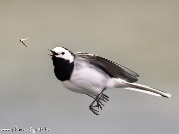 Bergeronnette grise