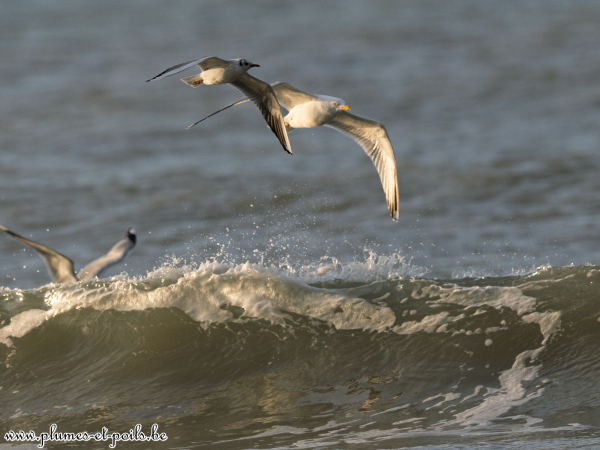 Mouette rieuse