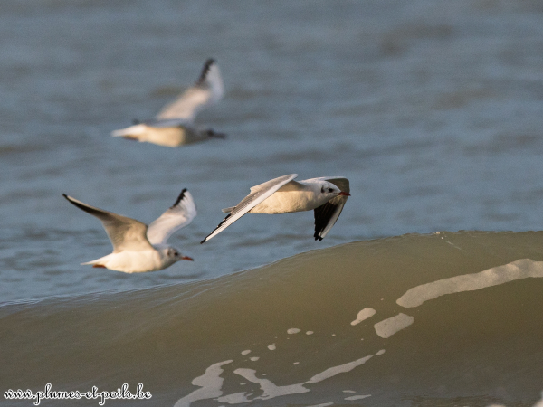 Mouette rieuse
