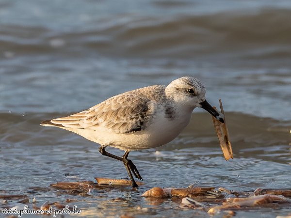 Bécasseau sanderling