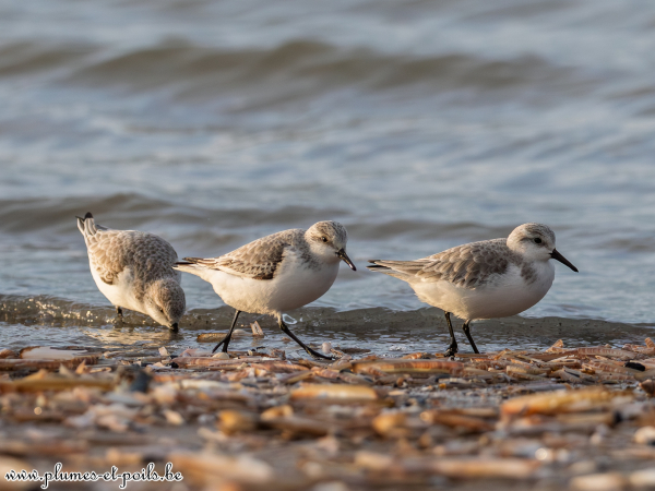 Bécasseau sanderling