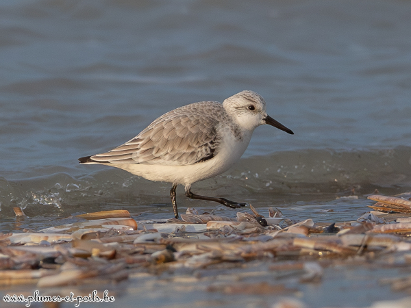 Bécasseau sanderling