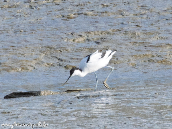 Avocette élégante