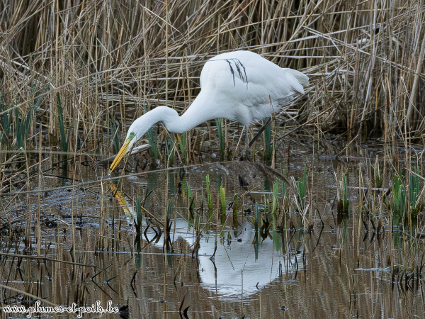 Grande aigrette