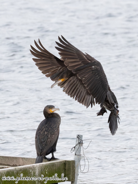 Grand cormoran