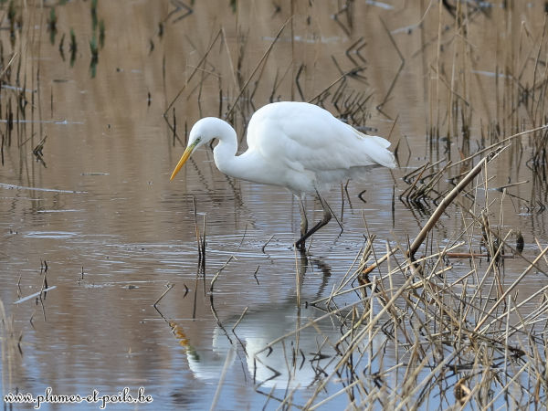 Grande aigrette