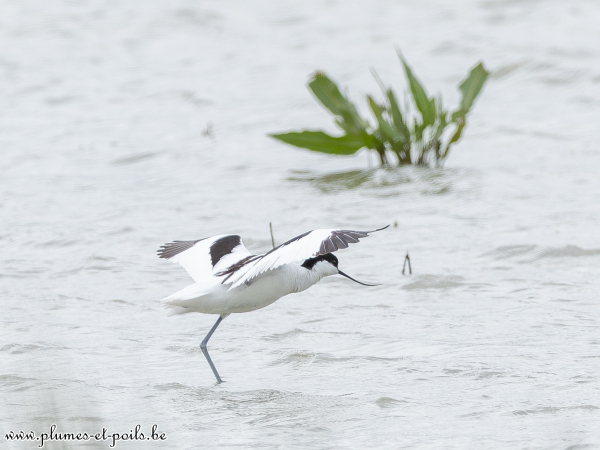 Avocette élégante