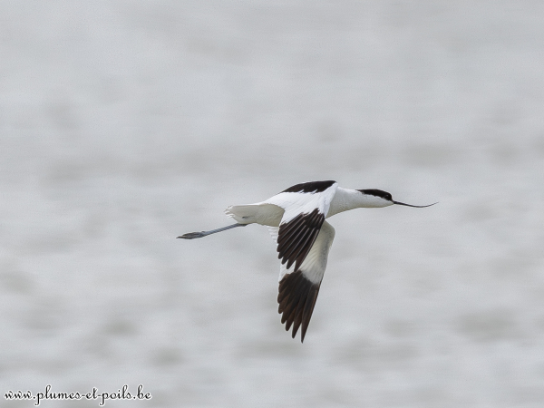 Avocette élégante