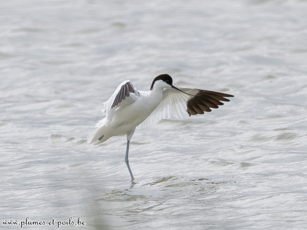 Avocette élégante